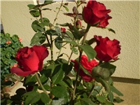 f4a2f368-Picture 2586.jpg